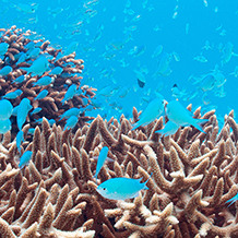 デバスズメダイ After