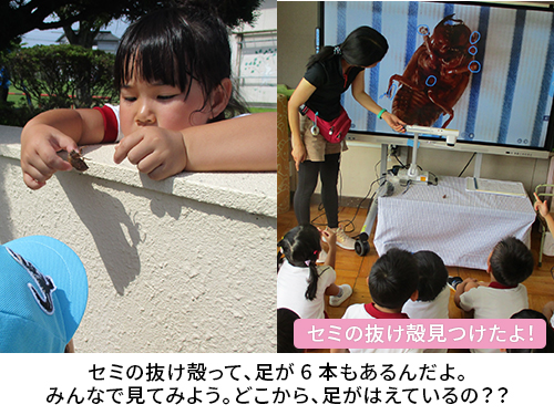 セミの抜け殻をみつけたよ!